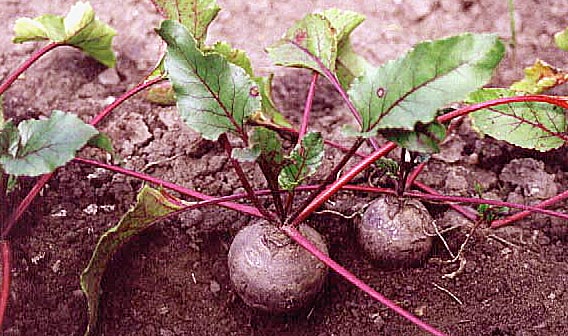 Beet